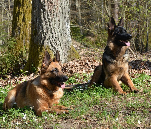1 lipca - Dzień Psa i zbiórka dla schroniska-44639
