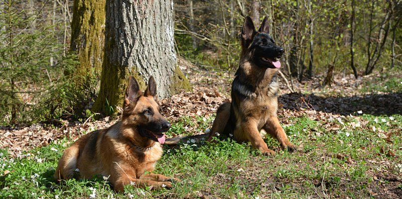 1 lipca - Dzień Psa i zbiórka dla schroniska - 44639