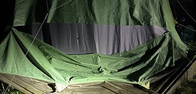 Łoś w Lubiatowie zdewastował namioty-44644
