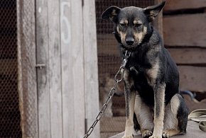 Posłowie szykują nowy zakaz. Dotknie wielu właścicieli psów-45825