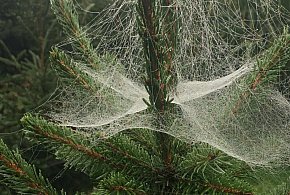 Kupujesz żywą choinkę na święta? Ten szczegół łatwo przeoczyć-47097