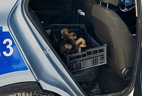 Szybka reakcja służb uratowała zwierzęta przed wychłodzeniem-47401