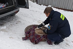 Szybka reakcja strażników miejskich uratowała łabędzia-47434