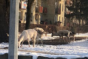 Coraz więcej zgłoszeń o dzikich zwierzętach w mieście-47539