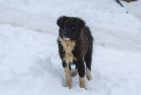 Co zrobić gdy znajdziesz bezdomne zwierzę?