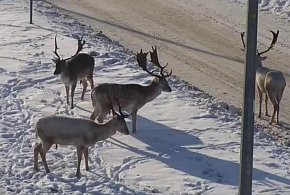 Nie dokarmiaj danieli w Wejherowie – zwierzęta wrócą do lasu same