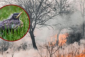 Dlaczego nie wolno wypalać traw?