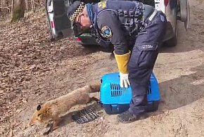 Lis między grobami w Wejherowie