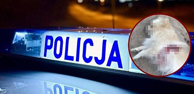 Zastrzelił psa sąsiadów. Nocny dramat w Gminie Łęczyce