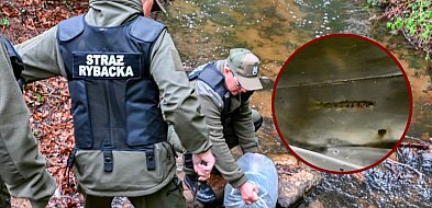 Zagórska Struga pełna nowych ryb