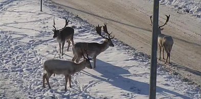Nie dokarmiaj danieli w Wejherowie – zwierzęta wrócą do lasu same