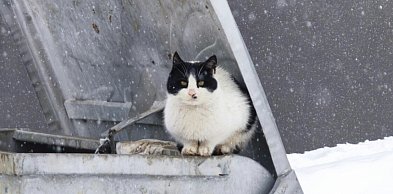 Program dla kotów wolno żyjących w Gminie Luzino