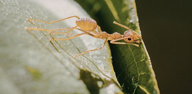 Profesjonalne usługi DDD w okolicach Wejherowa – czym zajmuje się firma InsektStop
