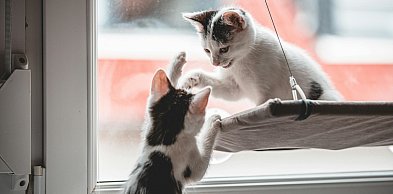 Rumia dba o lokalne zwierzęta