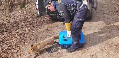 Lis między grobami w Wejherowie