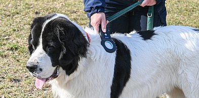 Zgubił się pies? W Rumi to częsty problem. Miasto daje rozwiązanie