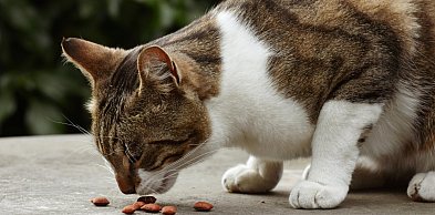 Rumia jednoczy się w pomocy zwierzętom. Trwa ważna zbiórka