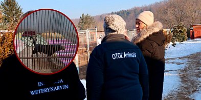 Schroniska pod kontrolą. Weterynarze badają zdrowie zwierząt