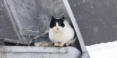 Program dla kotów wolno żyjących w Gminie Luzino