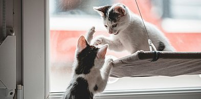 Rumia dba o lokalne zwierzęta