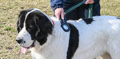 Zgubił się pies? W Rumi to częsty problem. Miasto daje rozwiązanie