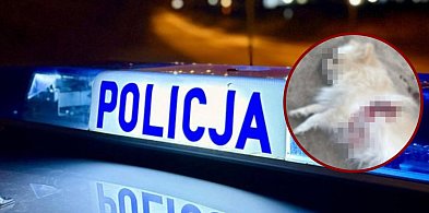 Zastrzelił psa sąsiadów. Nocny dramat w Gminie Łęczyce