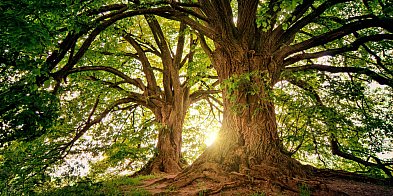 Pielęgnacja pomników przyrody - utrudnienia w ruchu-46553