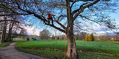 Reda dba o pomniki przyrody-47187