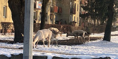Coraz więcej zgłoszeń o dzikich zwierzętach w mieście-47539