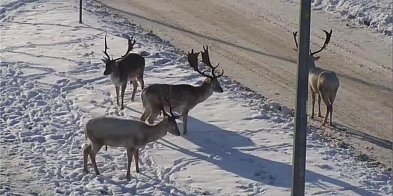 Nie dokarmiaj danieli w Wejherowie