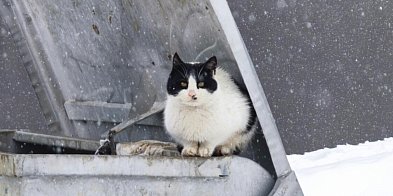 Program dla kotów wolno żyjących w Gminie Luzino