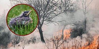 Dlaczego nie wolno wypalać traw?