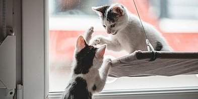 Rumia dba o lokalne zwierzęta