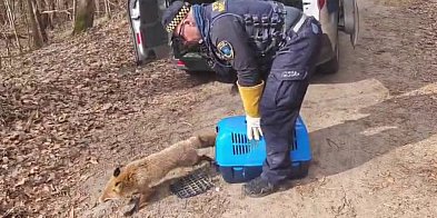 Lis między grobami w Wejherowie