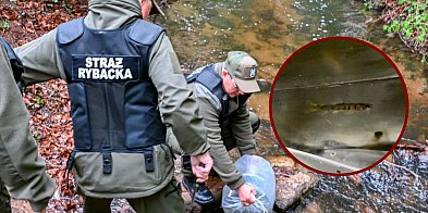 Zagórska Struga pełna nowych ryb