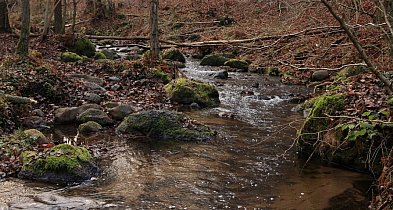 Nowy rezerwat w powiecie - Dolina Zagórskiej Srtugi-46791
