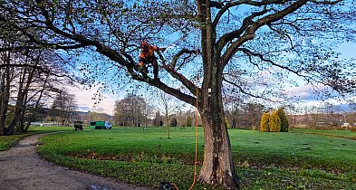 Reda dba o pomniki przyrody. Kompleksowe prace arborystyczne-47187
