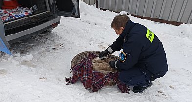 Szybka reakcja strażników miejskich uratowała łabędzia-47434