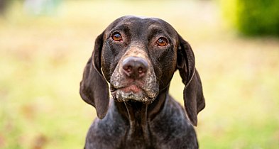 Zmiana w opiece nad bezdomnymi zwierzętami. Umowa z „Ciapkowem”-47536