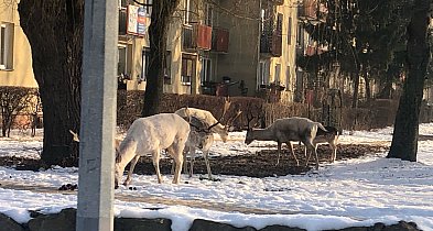 Coraz więcej zgłoszeń o dzikich zwierzętach w mieście-47539