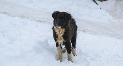 Co zrobić gdy znajdziesz bezdomne zwierzę?
