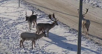 Nie dokarmiaj danieli w Wejherowie – zwierzęta wrócą do lasu same
