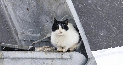 Program dla kotów wolno żyjących w Gminie Luzino