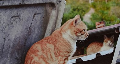 Bezpłatna sterylizacja i kastracja zwierząt w Redzie