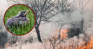 Dlaczego nie wolno wypalać traw?