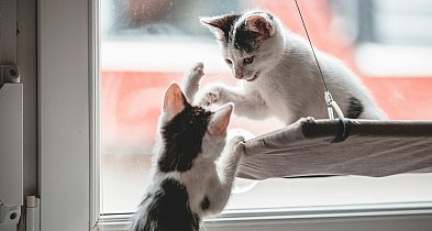 Rumia dba o lokalne zwierzęta