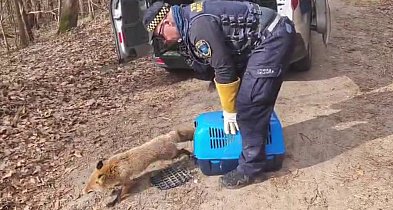 Lis między grobami w Wejherowie