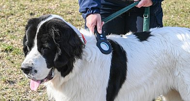 Zgubił się pies? W Rumi to częsty problem. Miasto daje rozwiązanie
