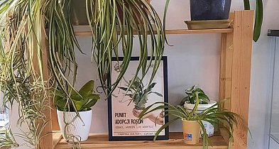 Oddaj, wymień, zabierz – zielony punkt adopcji