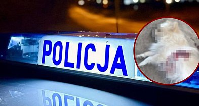 Zastrzelił psa sąsiadów. Nocny dramat w Gminie Łęczyce